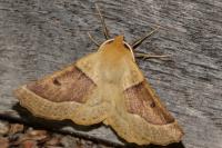 Crocallis elinguaria