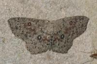Cyclophora pendularia