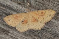 Cyclophora porata
