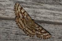Ematurga atomaria