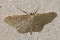 Idaea aversata