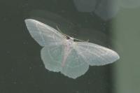 Jodis lactearia
