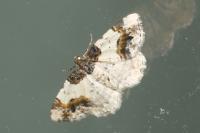 Ligdia adustata