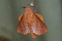 Gastropacha quercifolia
