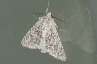 Acronicta aceris