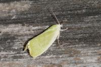 Earias clorana