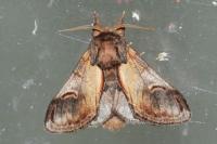 Notodonta ziczac