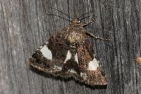 Tyta luctuosa