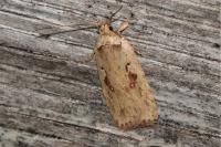 Agonopterix ocellana