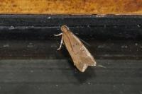 Helcystogramma lutatella
