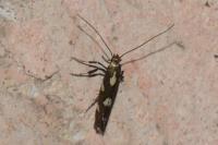 Calybites phasianipennella