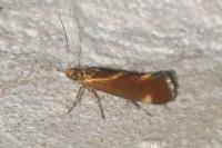 Metalampra italica