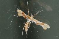 Cnaemidophorus rhododactylus