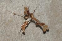 Cnaemidophorus rhododactylus