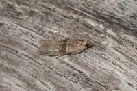 Nephopterix angustella