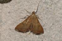 Endotricha flammealis