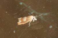 Eucosma conterminana