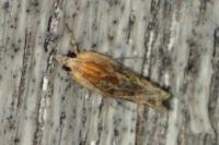 Eucosma
