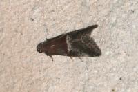 Acrobasis marmorea