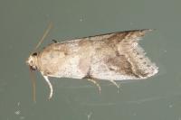 Acrobasis sp (glaucella/falouella)