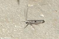 Yponomeuta plumbella