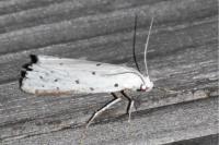 Myelois circumvoluta