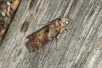 Phycita roborella