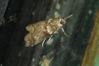 Acrobasis consociella