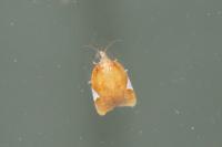 Acleris holmiana