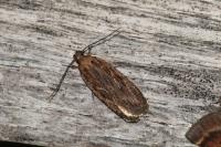 Depressaria daucella