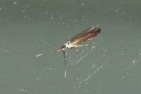 Coleophora