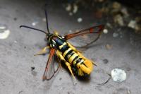 Synanthedon vespiformis