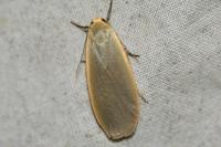 Collita griseola