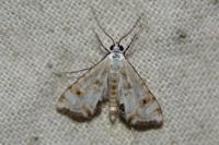 Cataclysta lemnata