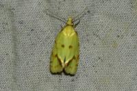 Agapeta hamana