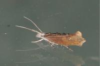 Ypsolopha horridella