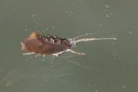 Ypsolopha horridella