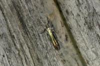 Coleophora