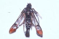 Synanthedon formicaeformis