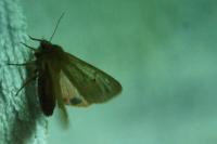 Phragmatobia fuliginosa