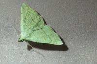 Paracolax tristalis