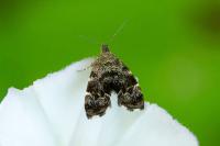 Anthophila fabriciana