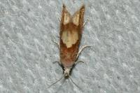 Eucosma conterminana