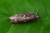 Gelechia sororculella