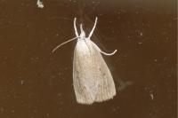 Calamotropha paludella