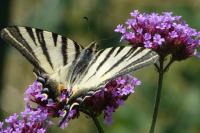 Iphiclides podalirius