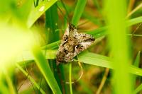 Autographa gamma