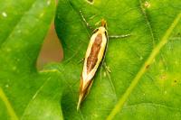 Harpella forficella