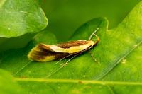 Harpella forficella