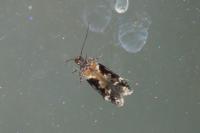 Caryocolum tricolorellum